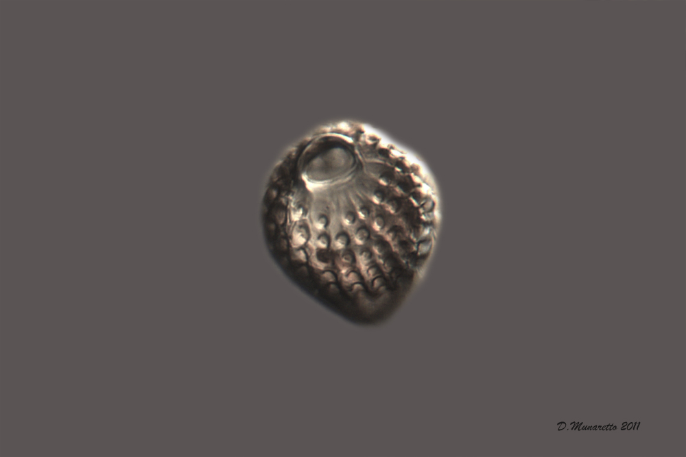 Radiolari Polycystina 4